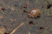 Trivia des Lebens / ---