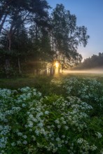 Hier ist es - Frühling! / ***