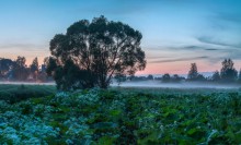 White Nights - nebligen Morgengrauen. / ***