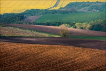 / MORAVIAN FIELDS / / ***