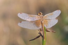 Abtrocknen und im Flug / ---