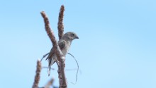 Yellow-faced grassquit (female) / The adult female is slightly smaller on average than the male. It is dull olive-green above and paler grey below, and may have some dark breast smudges. The yellow face pattern is much weaker and duller, and may be almost invisible. The lower part of the beak is dark horn-colored (light grey). Young birds are coloured essentially like the adult female, but duller and greyer.