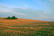 Feld Inselbewohner / ...