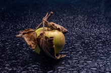 Apple-Herbst. / ***