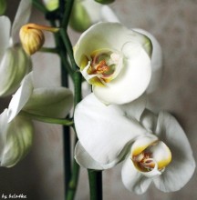 Orchidee / ***
