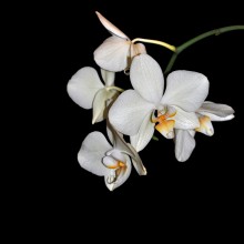 Orchidee / ...