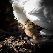 Breitere Sicht ist schwer zu decken nur das, was in der Nähe ist. / ***