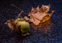 Apple-Herbst 2 / ***