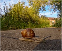 Turbo / ***