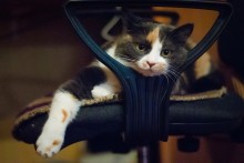 Sonia Katze / ***