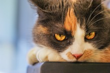 Sonia ** Cat * / ***