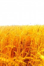 Wenig Weizen) / ***