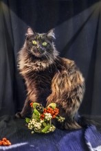 Katze Basil - supemodel / ***