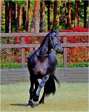 In der Ausbildung / ***