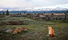 Kontemplation ... / Contemplation (Altai, near the Mongolian border)