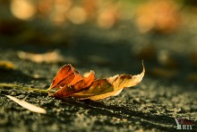 Fading Of Summer / No comments