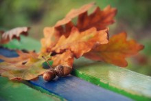 Herbst auf der Bank. / ***