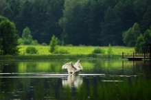 Auf dem Teich / ***