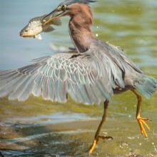 piercing the prey / ***