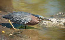 ...in hunting mode / Green heron