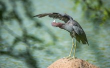 wing adjastment / reddish heron