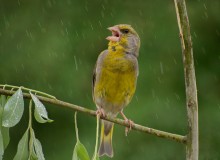 Sänger in der regen / ***