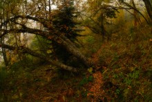 Im Herbst Nebel verloren / ***