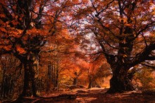Red Herbst im Wald / ***
