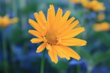 Macro 1 / ***