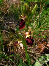 Ophrys pchelonosnaya / ---