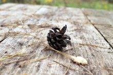 Wald / ***