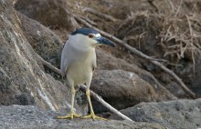 Black-crowned Night-Heron / ***