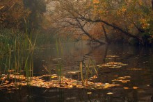 Laguna Herbst Gipanisa. / ***