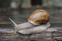 Schnecke / ***