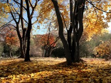 Herbst im Park der Freundschaft / ***