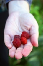 Raspberries / ***