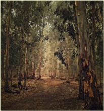 Eukalyptuswald / ***