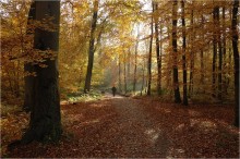 Ein Spaziergang durch den Herbst / ***
