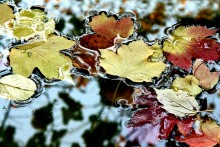 Herbst-Palette / ***