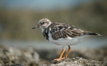 Ruddy turnstones / Ruddy turnstones