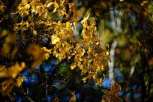 Herbst - eine bunte Träume Entlaubung / ***