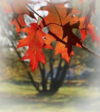 Mehr über den Herbst ... / ***