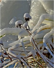 Fantasie Frost / ***