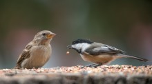 supper for two / birds