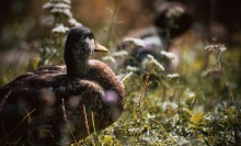 duck / No comments.