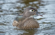 Carolina duck / female wood duck