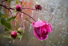 Unter dem Herbst regen / canon macro 100 2,8L