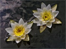 Lilien / 000000000000000000000000000