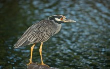 Yellow-crowned Night Heron / Yellow-crowned Night Heron