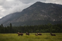 Irgendwo in den Alpen / ***